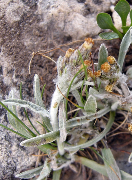 Gnaphalium hoppeanum .......?